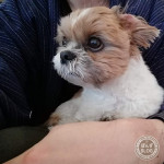 朝晩は、もふもふカイロ。