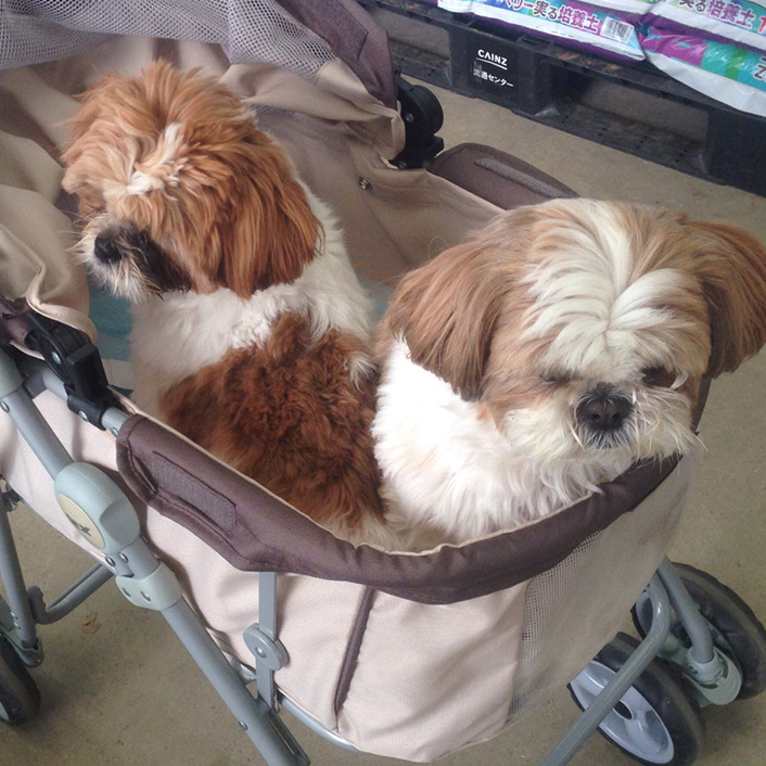 ぽんかぼ、足うらカットです。