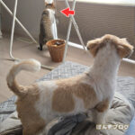 かぼすにとっては、ともだちだね。