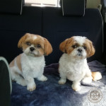 暑くても、へいきかぼ！