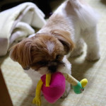 大人気ない（？）かぼす。