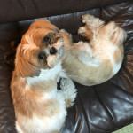 遊ぼう攻撃から逃れる、ぽんず。