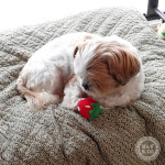 せわのやける子ねえ。