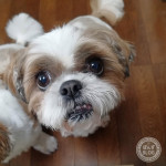 ご飯の時は、別犬格。