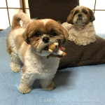 ちょっかいだすかぼ！