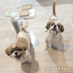 おうちで『へっへっへっへ！』