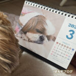 ぽんず天国一か月/明日から入院治療です