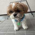 暑くてもイノシシ歩き