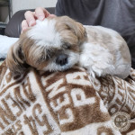 寝やすい？見やすい？