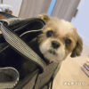 暑すぎてトリミングに行くのが大変だよ～っ