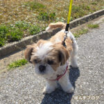 なんかもう暑くなってきた！