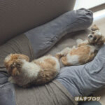 ここが落ち着くんだ。