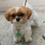 たぬきは暑がり。