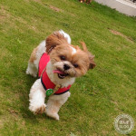 運動不足解消かぼ！