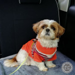 ドッグくんくん