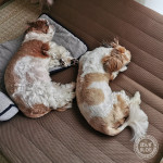 暑くても並んでます。