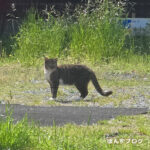 はっさくそっくりにゃんこ