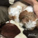 ひとときの癒し