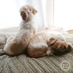 わが子に、くっつき虫。