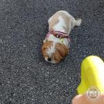 ３たびストライキ。