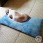 ぽんずあるところに、かぼすあり。