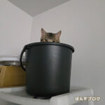 わんこの常識は猫には通用しない