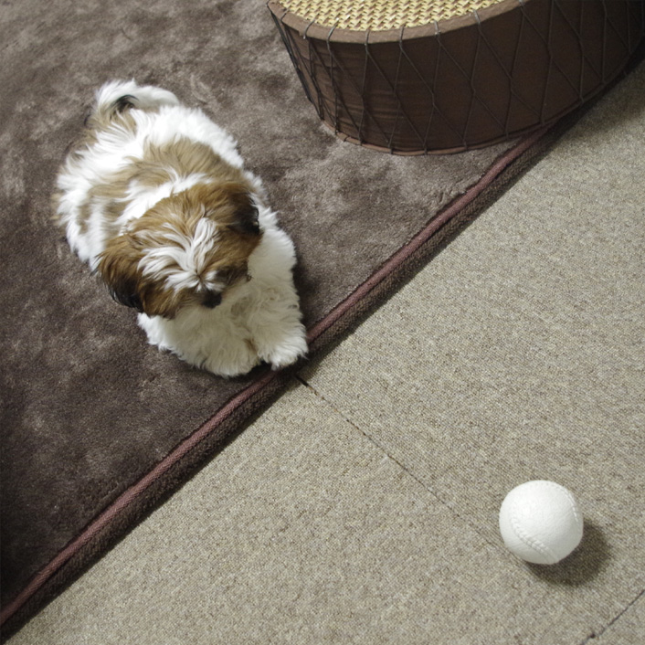 かぼすも、ボール大好き。