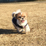 弾ける、かぼす副店長！（動画あり）