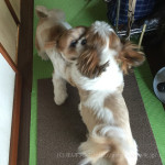 ボール投げ⇒もふもふプロレス