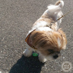 謎の犬種、かぼす。