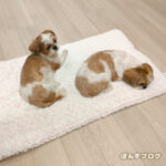 ベッドに慣れたよ～