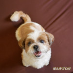 キラキラぽんず母さん