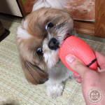 隠れビビり屋かぼす