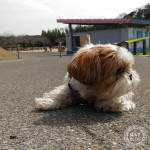 ストライキゾーン