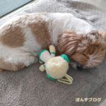 風が強すぎて家で待機です。