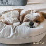 『ぶさかわ』シーズーあるある