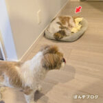 ぽんず、熟睡中だったのに！