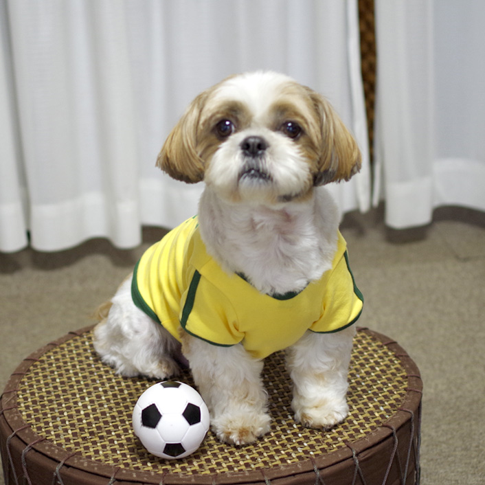 犬用サッカーユニフォーム《ブラジル・アルゼンチン代表》!