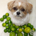 カボスがいっぱい！