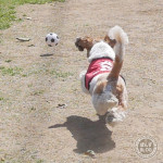 もっとなげるかぼー！！