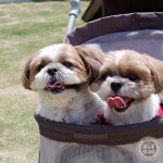 茂原カインズの新ドッグランに行ってみた！