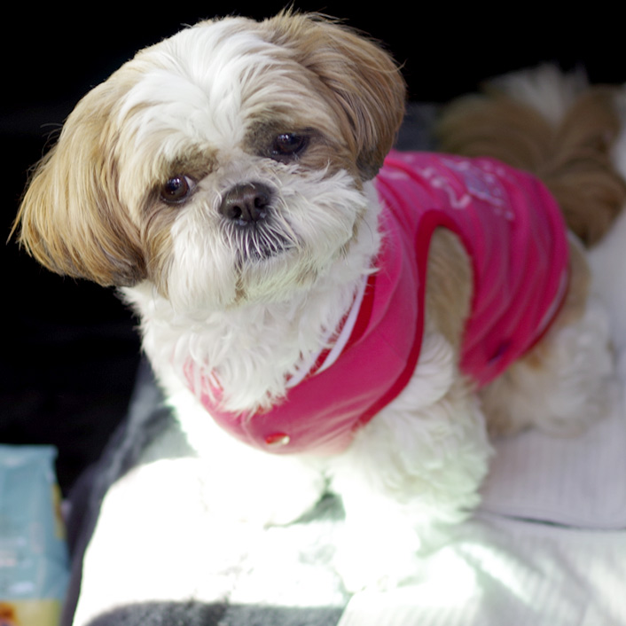 勝手ながらぽんずの日。