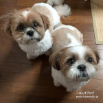 ぽんず活性化！