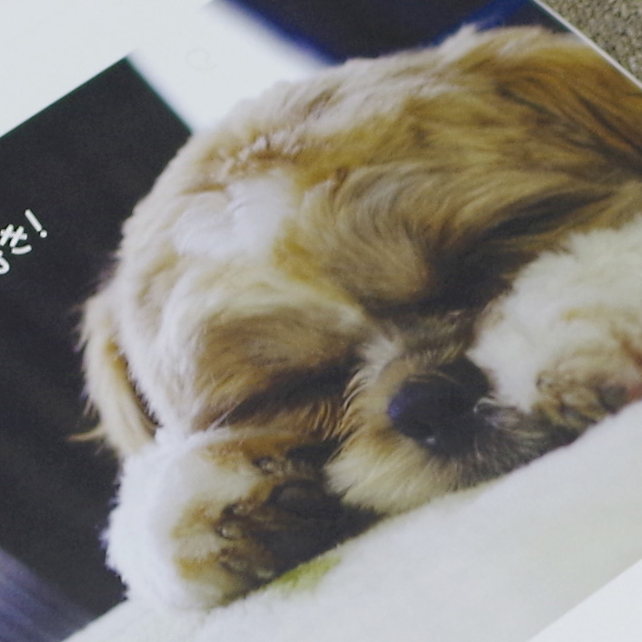 ぽんかぼモデル『2015年シーズーカレンダー』ついに完成！