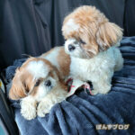 ぽんずのシャッターチャンス