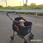 カートで日光浴