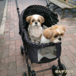 新カートを発掘！