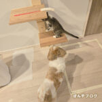 はっさくのキャットタワーを自作（DIY）してみたよ！