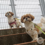 お散歩チャンス！