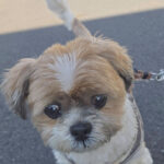 チラージン断ち7日目:かなり『うつ』です